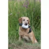 Apportable Morillon Pour Chien De Chasse
