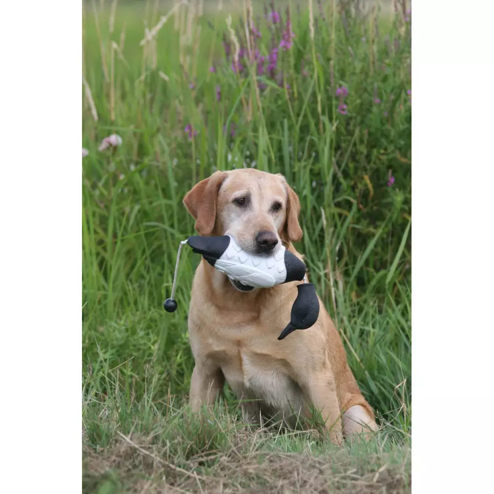 Apportable Morillon Pour Chien De Chasse 3 Apportable Morillon Pour Chien De Chasse