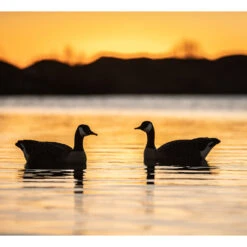 Formes D'oie Bernache Flottante AvianX X4