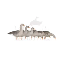 Formes D'oie Cendrée Sur Pattes AvianX X6