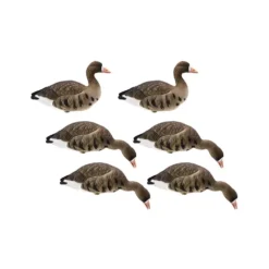 Formes D'oie Rieuse Sur Pattes Final Approach