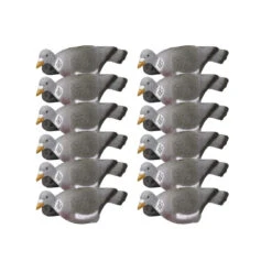 Formes De Pigeon Coquille X12